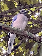 Cyanocitta cristata image