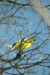 Malaconotus blanchoti