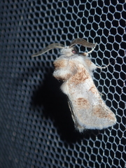 Culama dasythrix