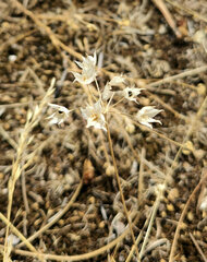 Allium acuminatum