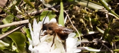 Osmia