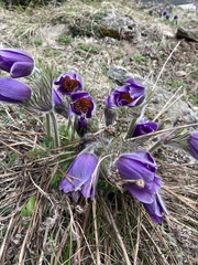 Pulsatilla