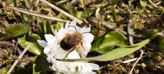 Osmia
