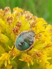 Chlorochroa persimilis
