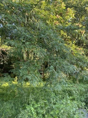 Gleditsia triacanthos