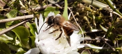 Osmia