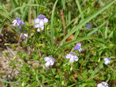 Torenia