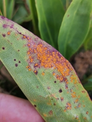 Coleosporium solidaginis