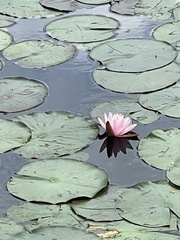 Nymphaea odorata