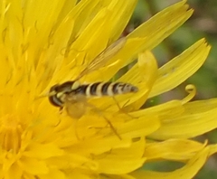 Sphaerophoria scripta