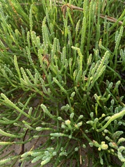 Salicornia