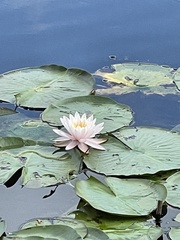 Nymphaea odorata