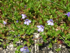 Torenia