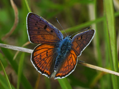 Lycaena alciphron