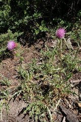 Cirsium andersonii