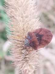 Homaemus aeneifrons