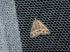 Dichromodes poecilotis