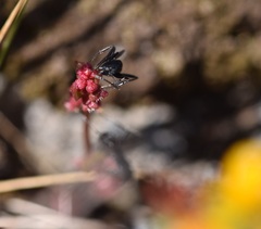 Aphaenogaster senilis