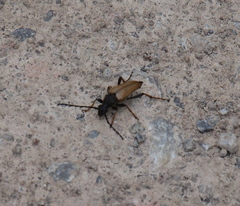 Stictoleptura rubra