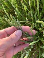 Salicornia
