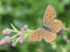 Lycaena alciphron