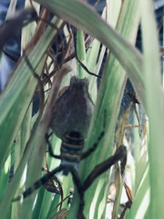 Argiope bruennichi