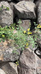 Solanum lycopersicum