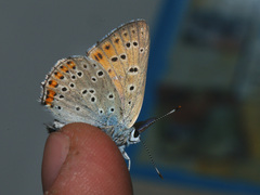Lycaena alciphron