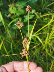 Scirpus atrovirens