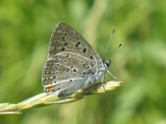 Lycaena alciphron