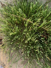 Salicornia