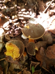 Xerocomus subtomentosus