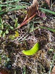 Iphiclides podalirius