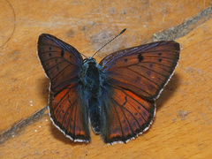 Lycaena alciphron