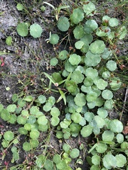Hydrocotyle vulgaris
