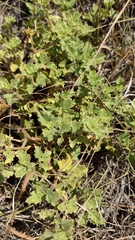 Mentzelia oligosperma