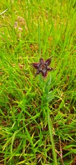 Ferraria crispa