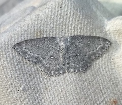 Cyclophora pendulinaria