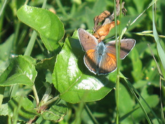 Lycaena alciphron
