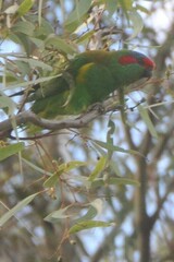 Glossopsitta concinna