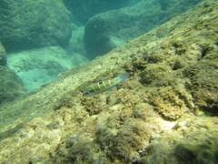 Thalassoma pavo