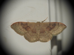 Idaea degeneraria