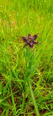 Ferraria crispa