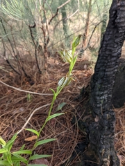 Pterostylis recurva