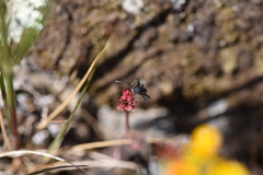 Aphaenogaster senilis