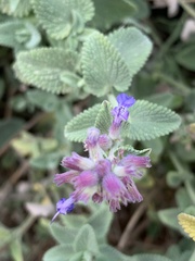 Nepeta grandiflora