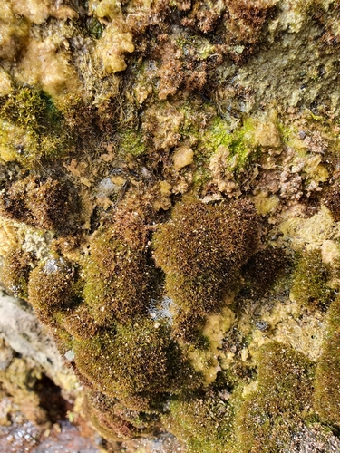 Image of Geheebia tophacea by no rights reserved