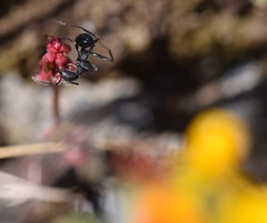 Aphaenogaster senilis
