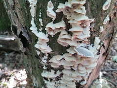 Gloeoporus dichrous