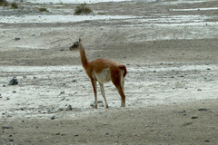 Lama guanicoe